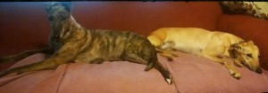mia-abbie rescued greyhounds