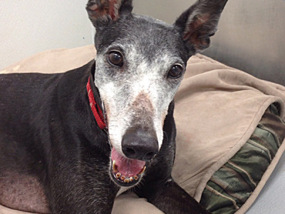 Celia Greyhound for Adoption