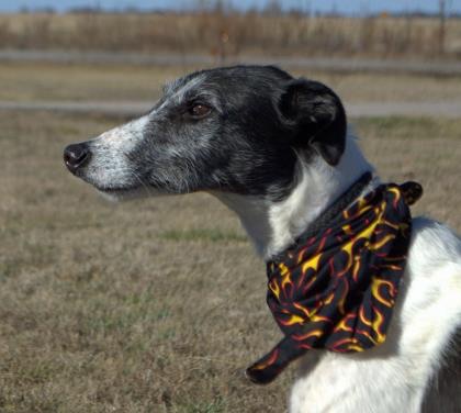 Dasher--Greyhound for Adoption