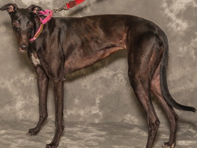 Noir--greyhound for adoption