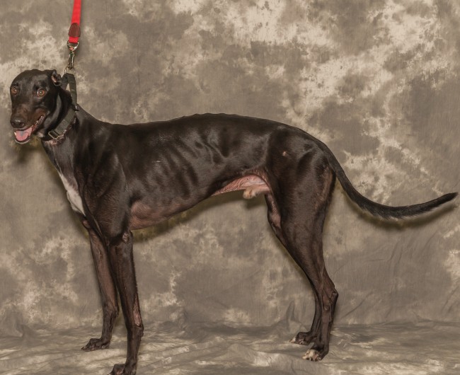 Jasper--greyhound for adoption