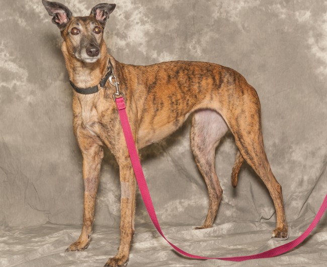 Linda--greyhound for adoption