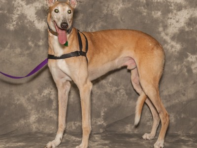 Wilson--greyhound for adoption