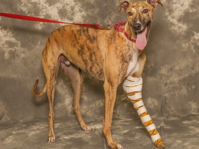 Bates--greyhound for adoption