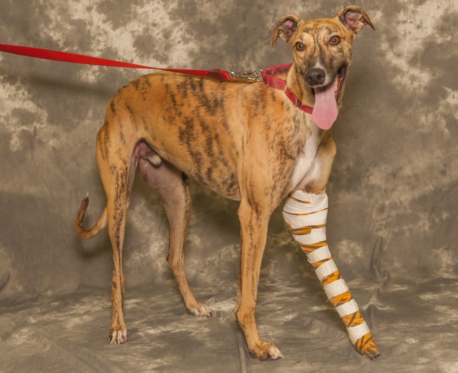 Bates--greyhound for adoption