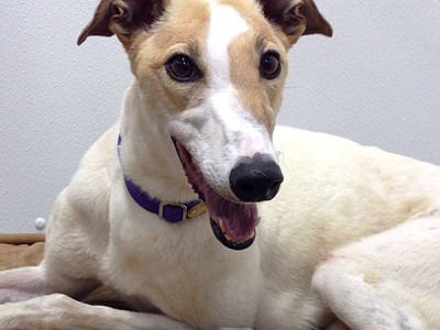 Lotus - Greyhound for Adoption