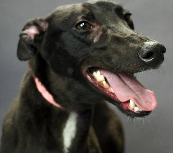 Lucy - Greyhound for Adoption