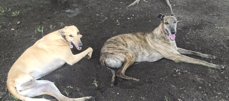 mia-abbie rescued greyhounds