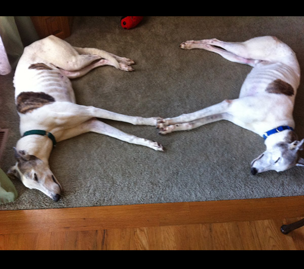 Omar & Clyde - Greyhounds for Adoption