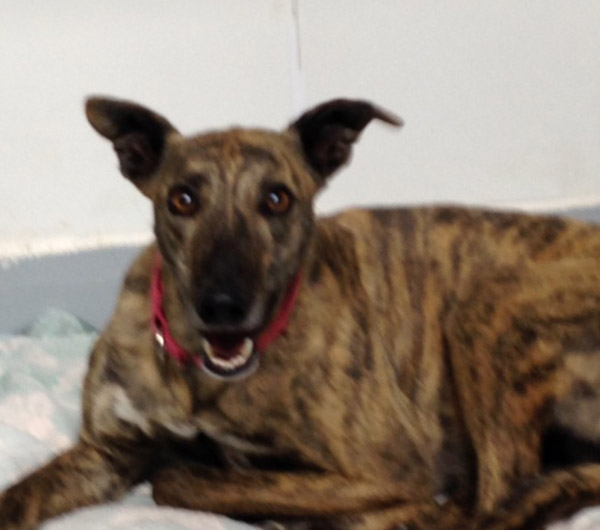 Vivi Greyhound for Adoption